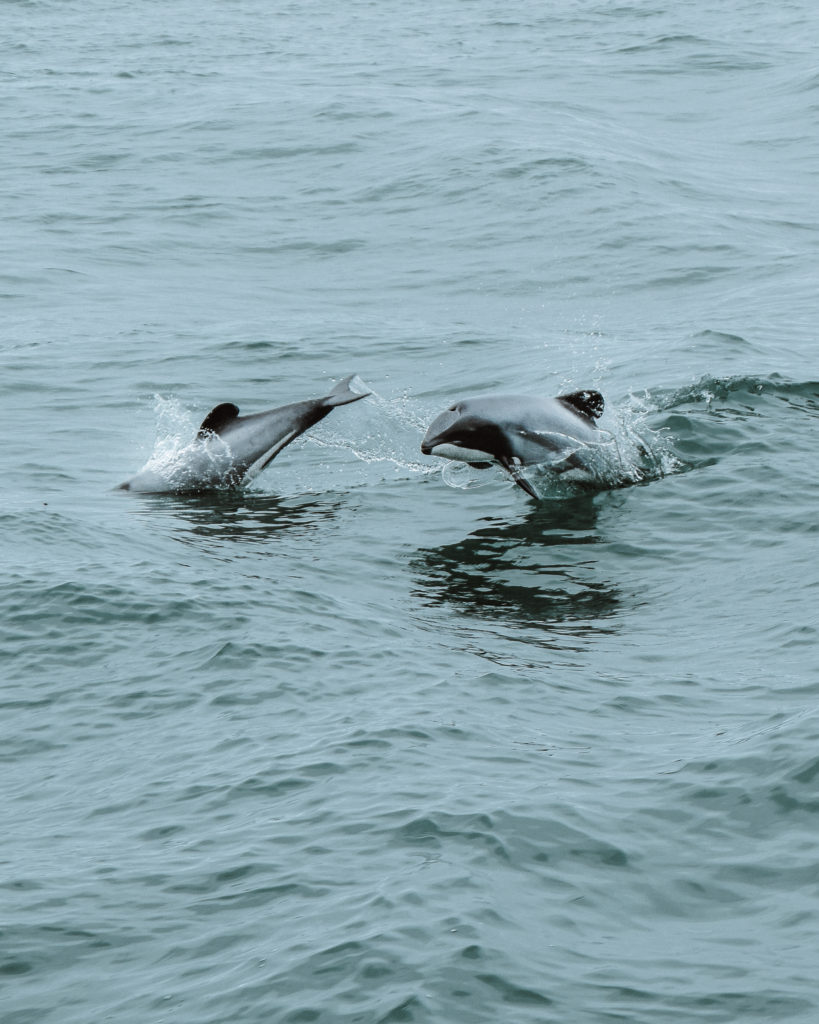 new zealand dolphins kaikoura