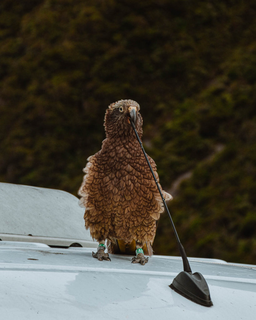 Where to see Kea in New Zealand