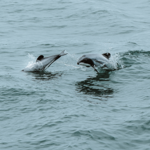 dolphins kaikoura new zealand