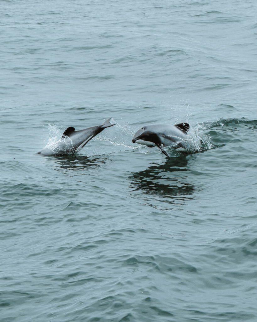 dolphins kaikoura new zealand