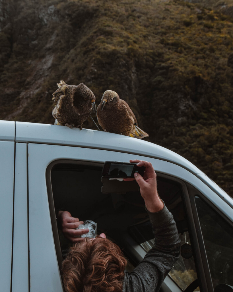 Cheeky Kea, New Zealand