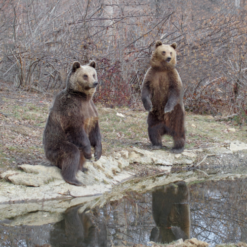 Libearty Bear Sanctuary, Romania