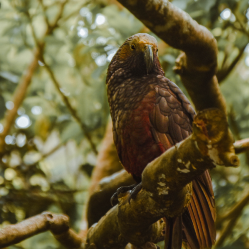 Zealandia, New Zealand