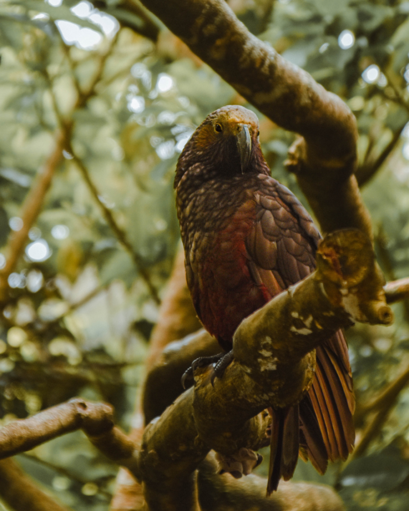 Zealandia, New Zealand