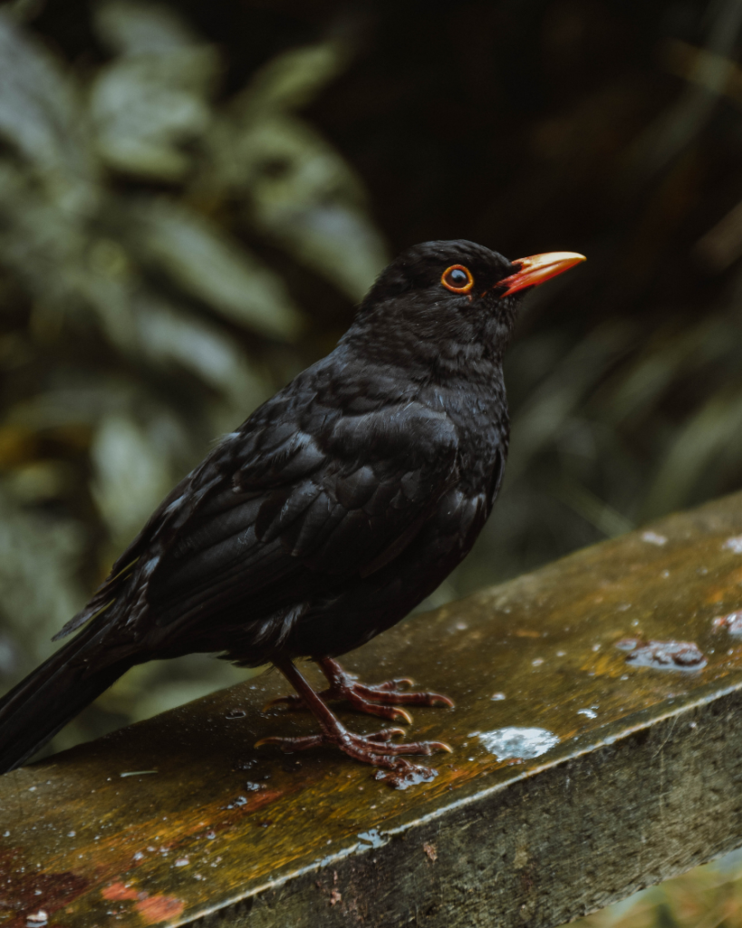 Zealandia, New Zealand