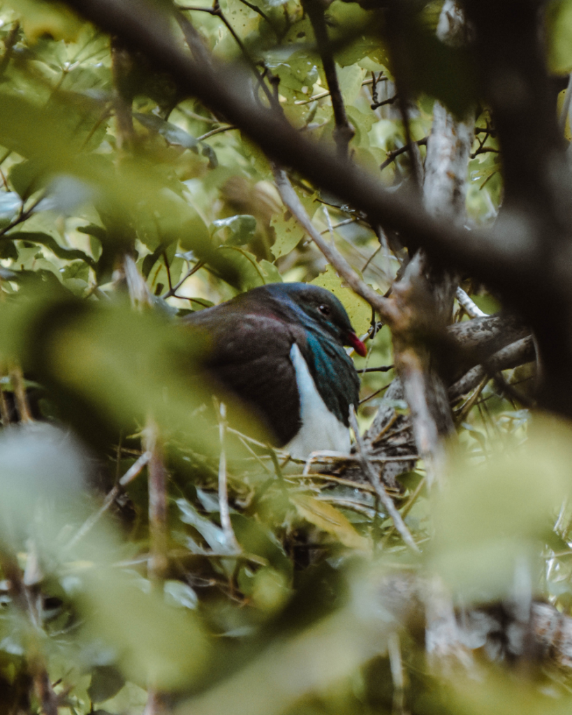 Zealandia, New Zealand