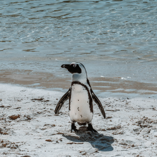 Penguins, Cape Town, South Africa