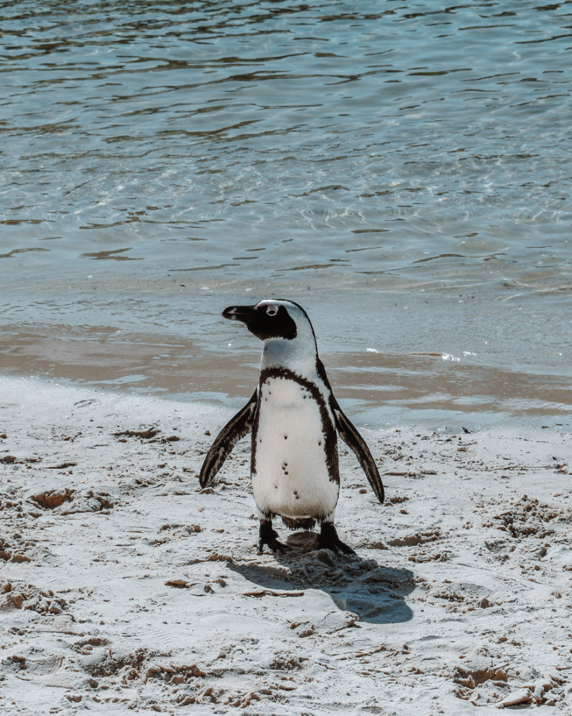 Penguins, Cape Town, South Africa