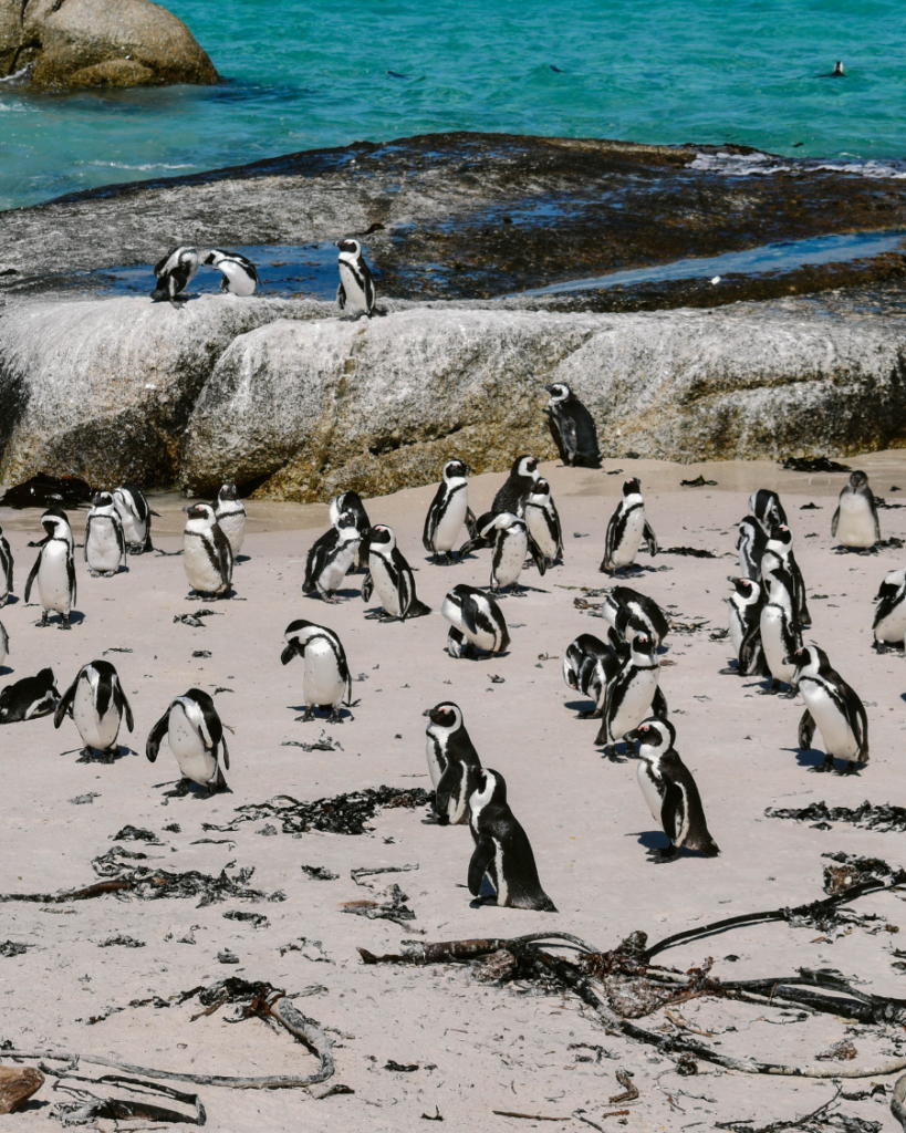 Penguins, Cape Town, South Africa