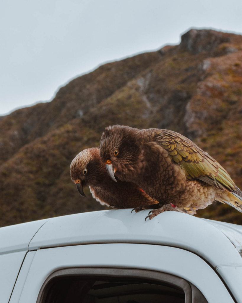 Where to see Kea in New Zealand