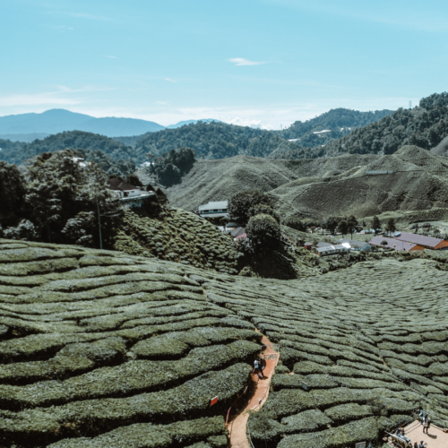 Cameron Highlands, Malaysia