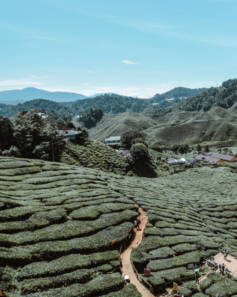 Why You Need To Visit Malaysia's Cameron Highlands - Call Of The World