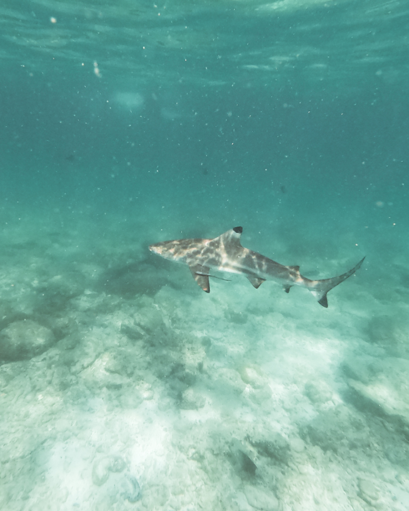 Diving, Thailand, Shark