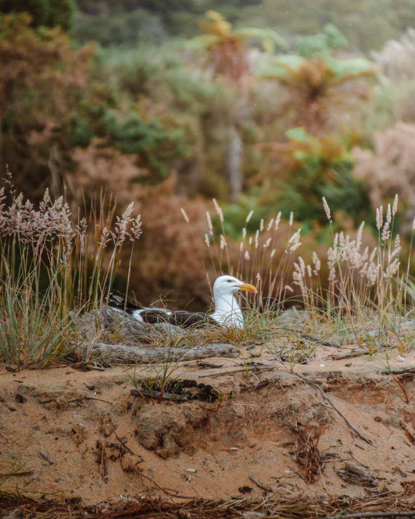 Abel Tasman, New Zealand