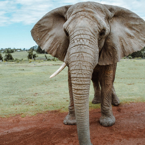 Elephant South Africa