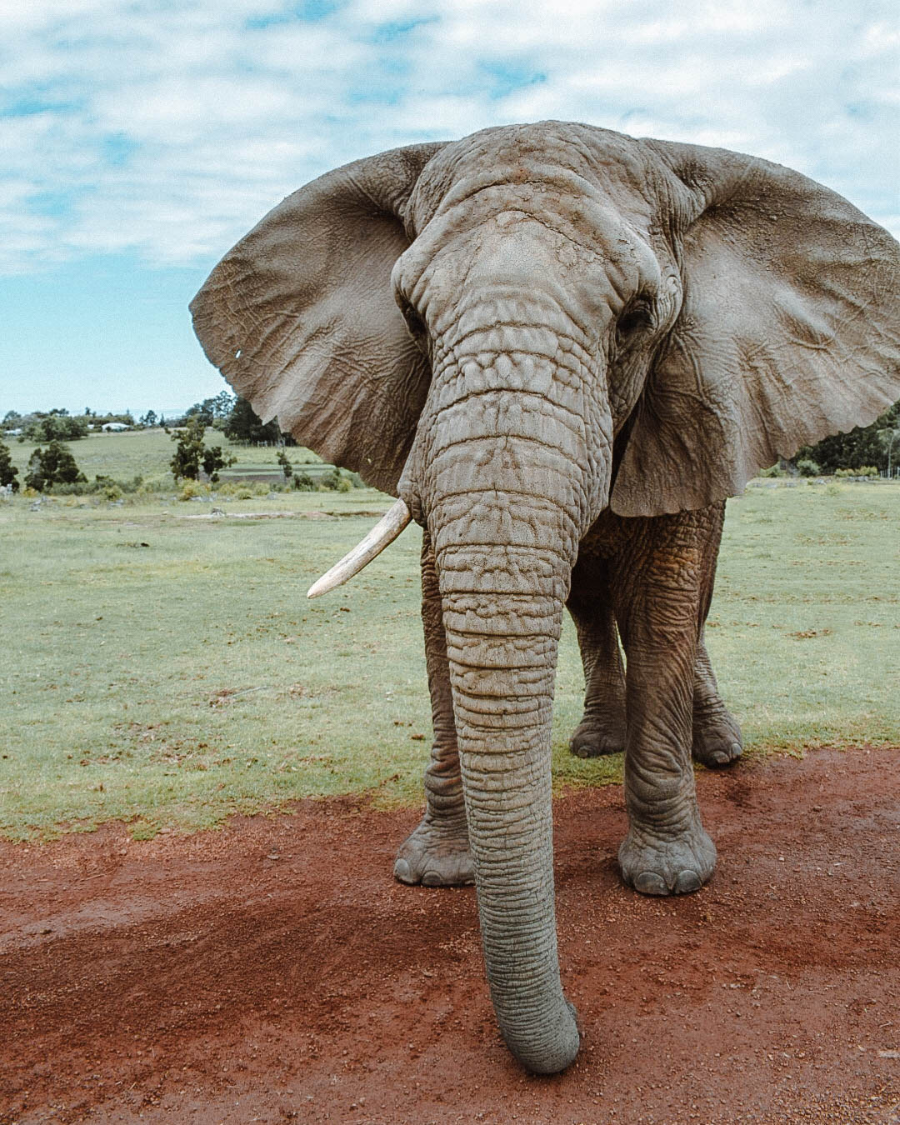 Elephant Side View: Over 4,078 Royalty-Free Licensable Stock Photos |  Shutterstock