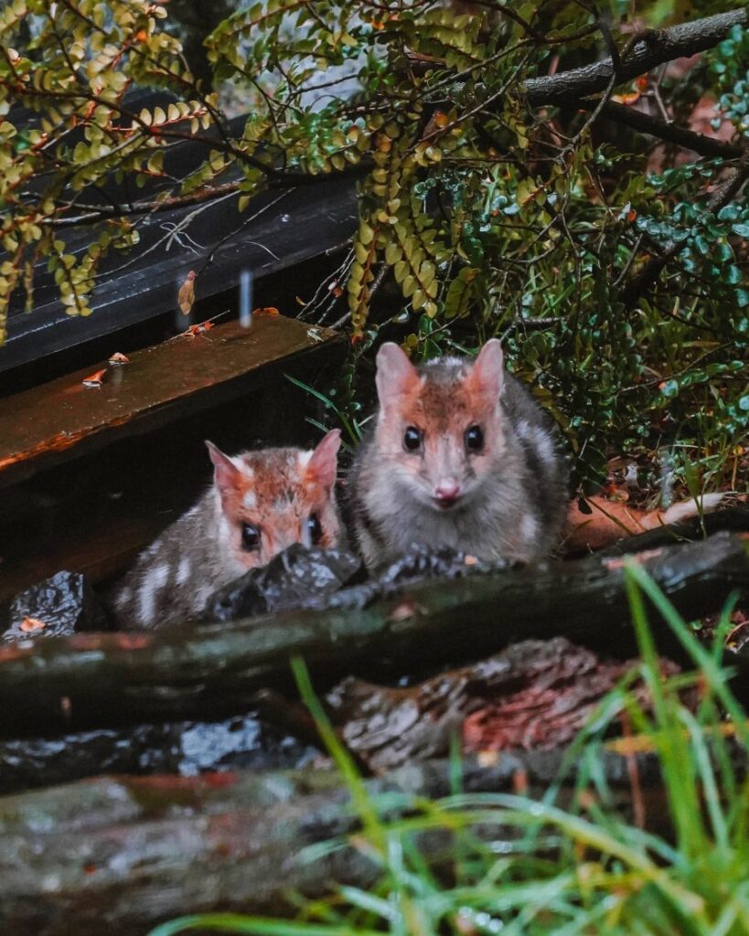 Quolls, Cradle Mountain, Tasmania