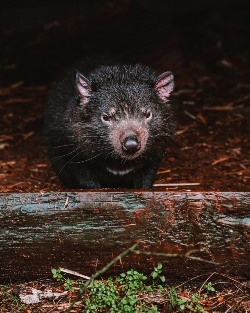 Tasmanian Devil, Cradle Mountain, Tasmania