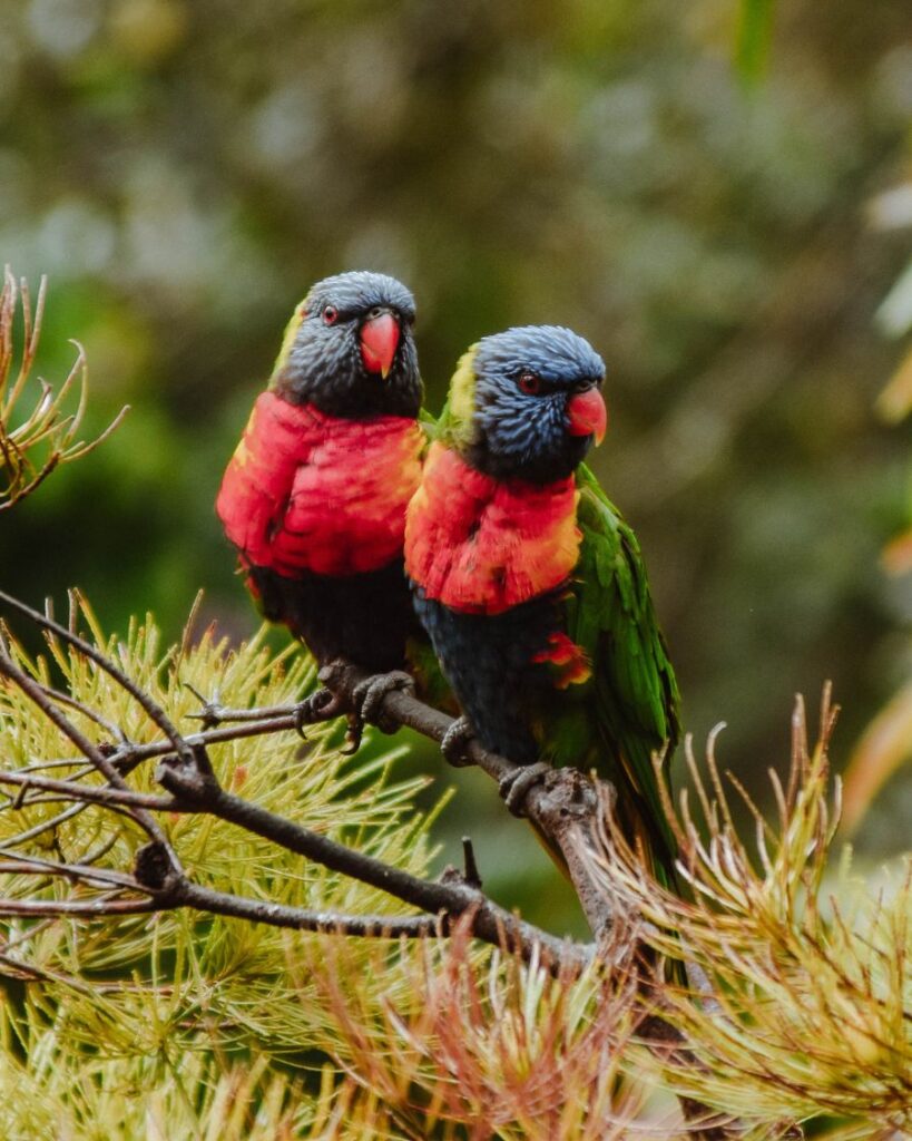 Feeding Lorikeets at Currumbin Wildlife Sanctuary