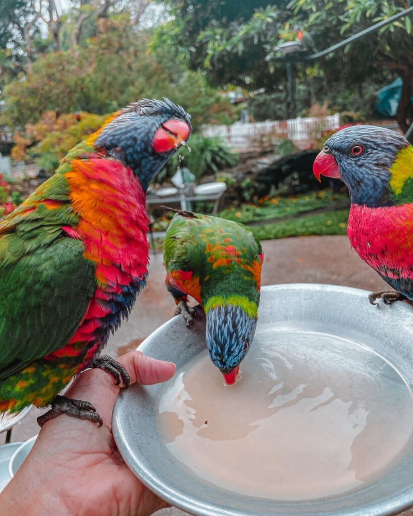 Feeding Lorikeets at Currumbin Wildlife Sanctuary