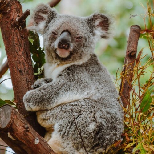 Koala, Currumbin, Australia