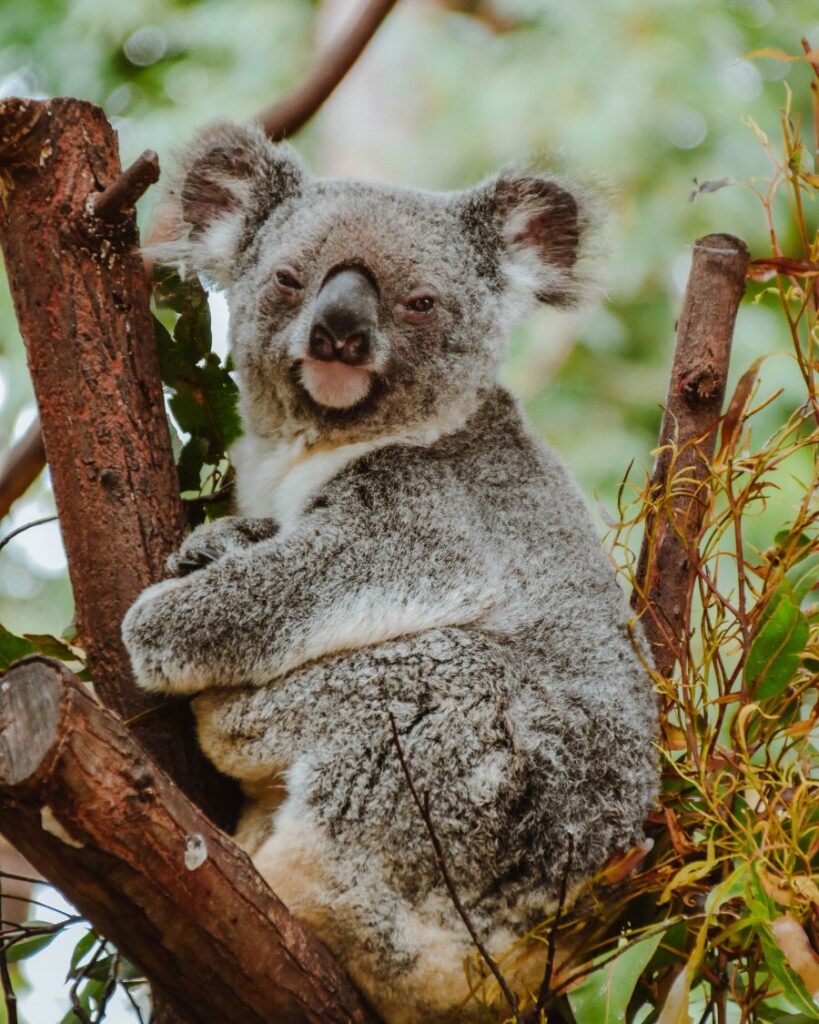 Koala, Currumbin, Australia. Do koalas like to cuddle?