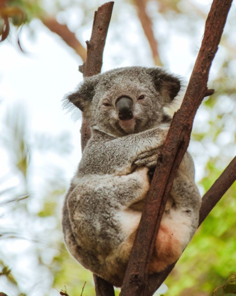 Koala, Currumbin, Australia. Do koalas like to cuddle?