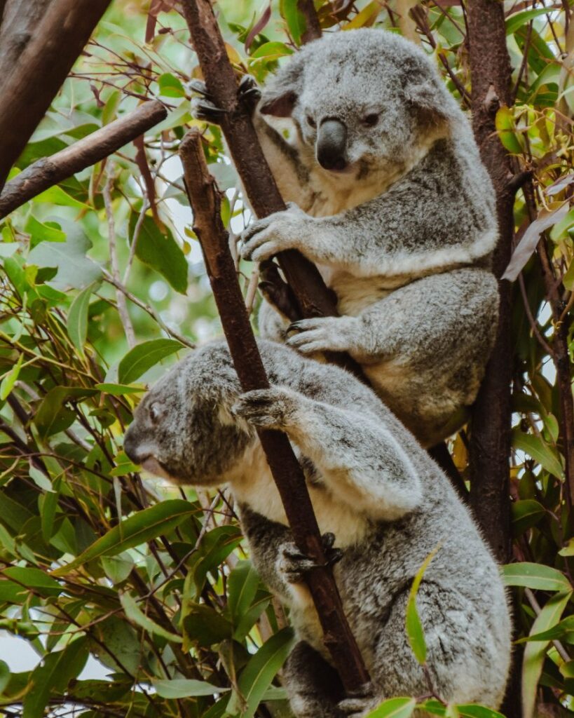 Koala, Currumbin, Australia