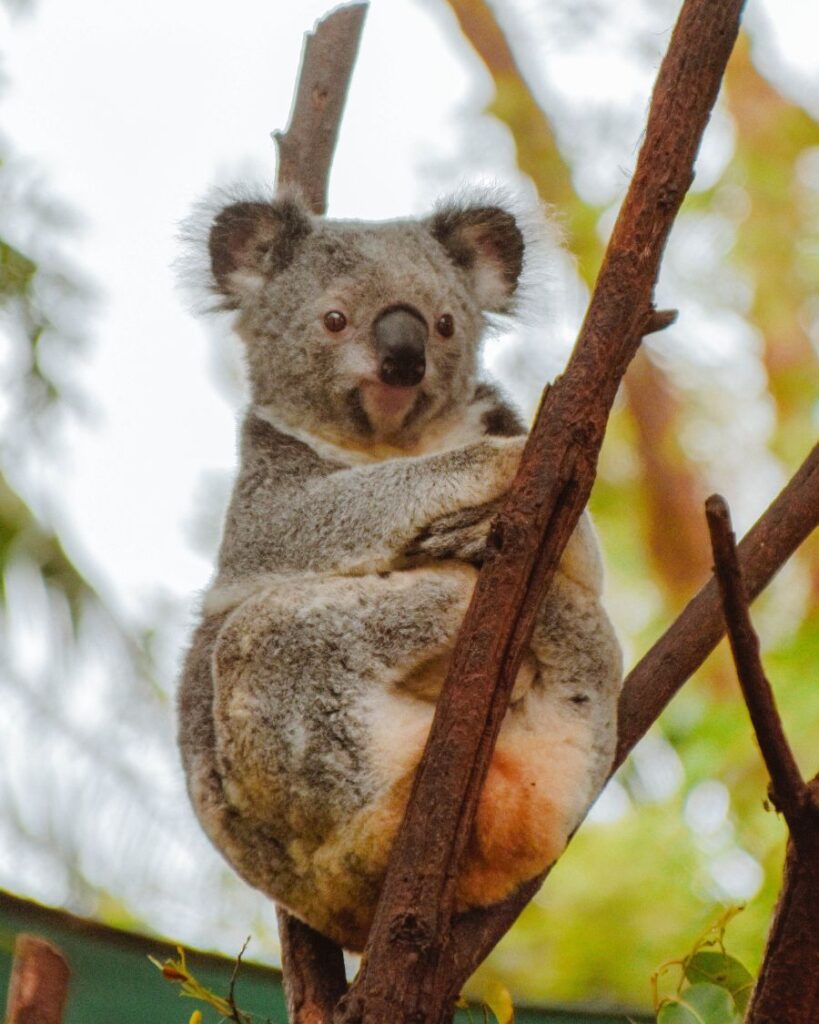 Koala, Currumbin, Australia