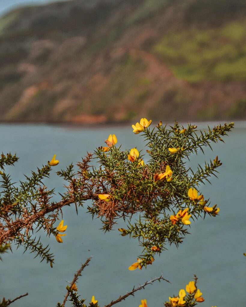 Omanawanui Track, Auckland, New Zealand