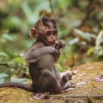 Is Monkey Forest in Ubud Ethical?