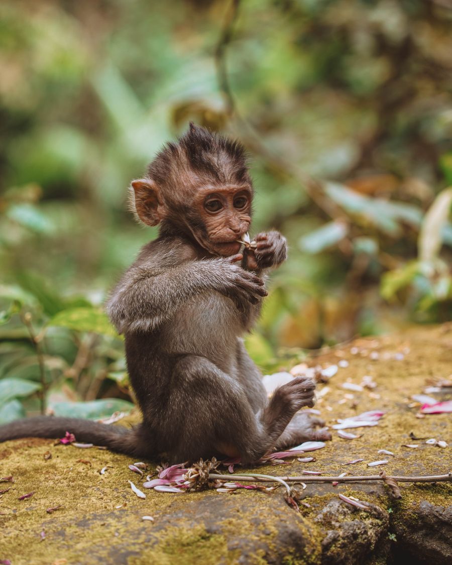 Is Monkey Forest in Ubud Ethical?