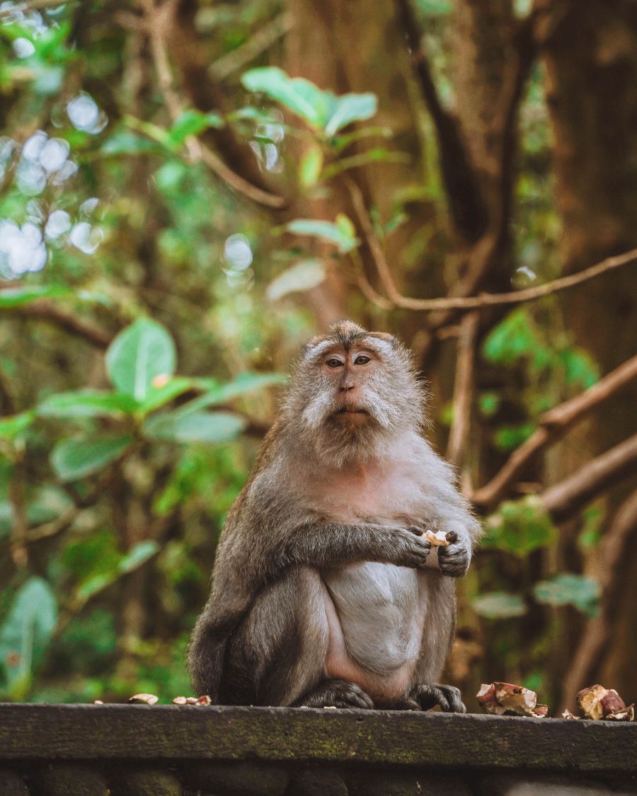 Is Monkey Forest in Ubud Ethical?