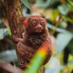 How to See Tarsiers in Bohol, Philippines