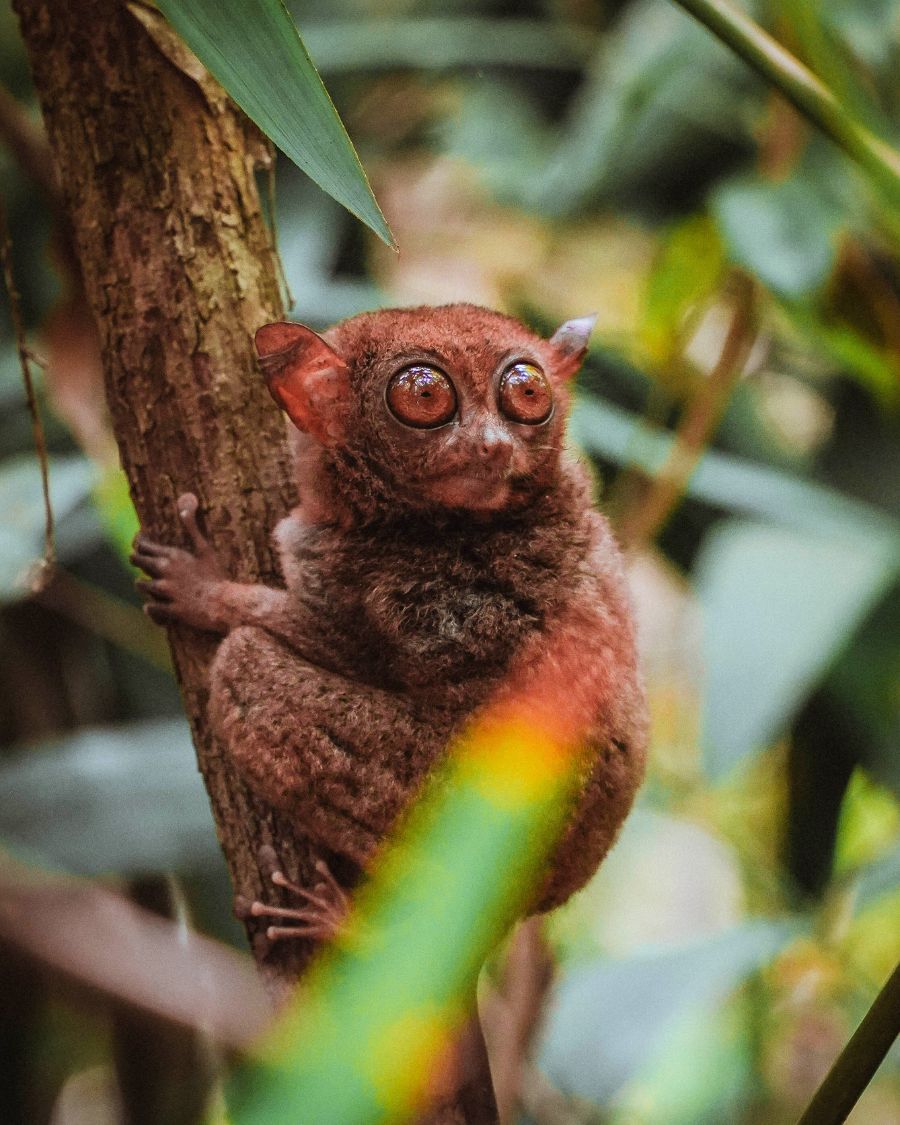 How to See Tarsiers in Bohol, Philippines