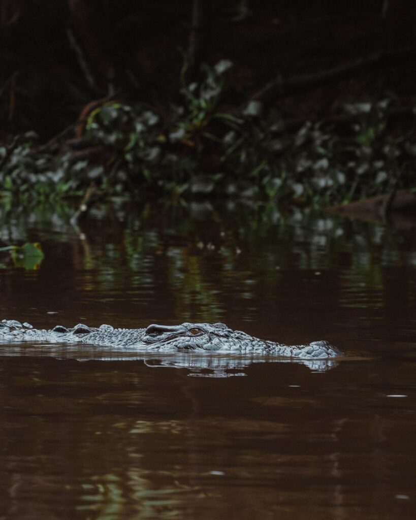 Join a Kinabatangan River Cruise in Borneo