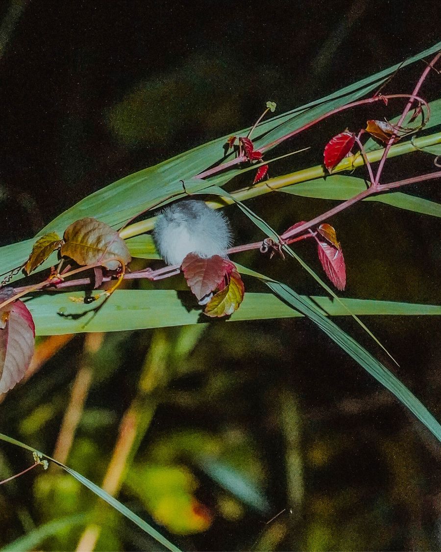 Join a Kinabatangan River Cruise in Borneo