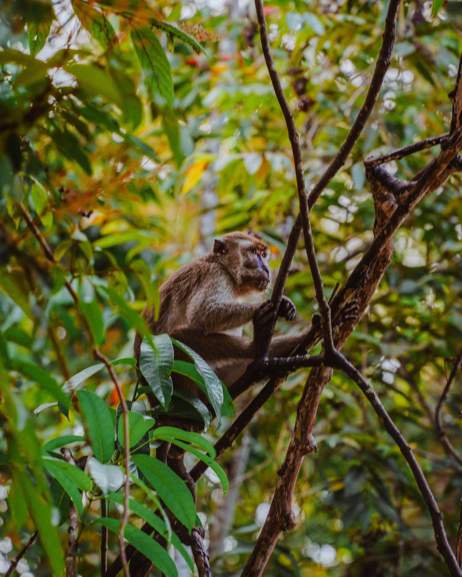 Join a Kinabatangan River Cruise in Borneo. How to Spend 2 Weeks in Borneo: Sabah Itinerary.