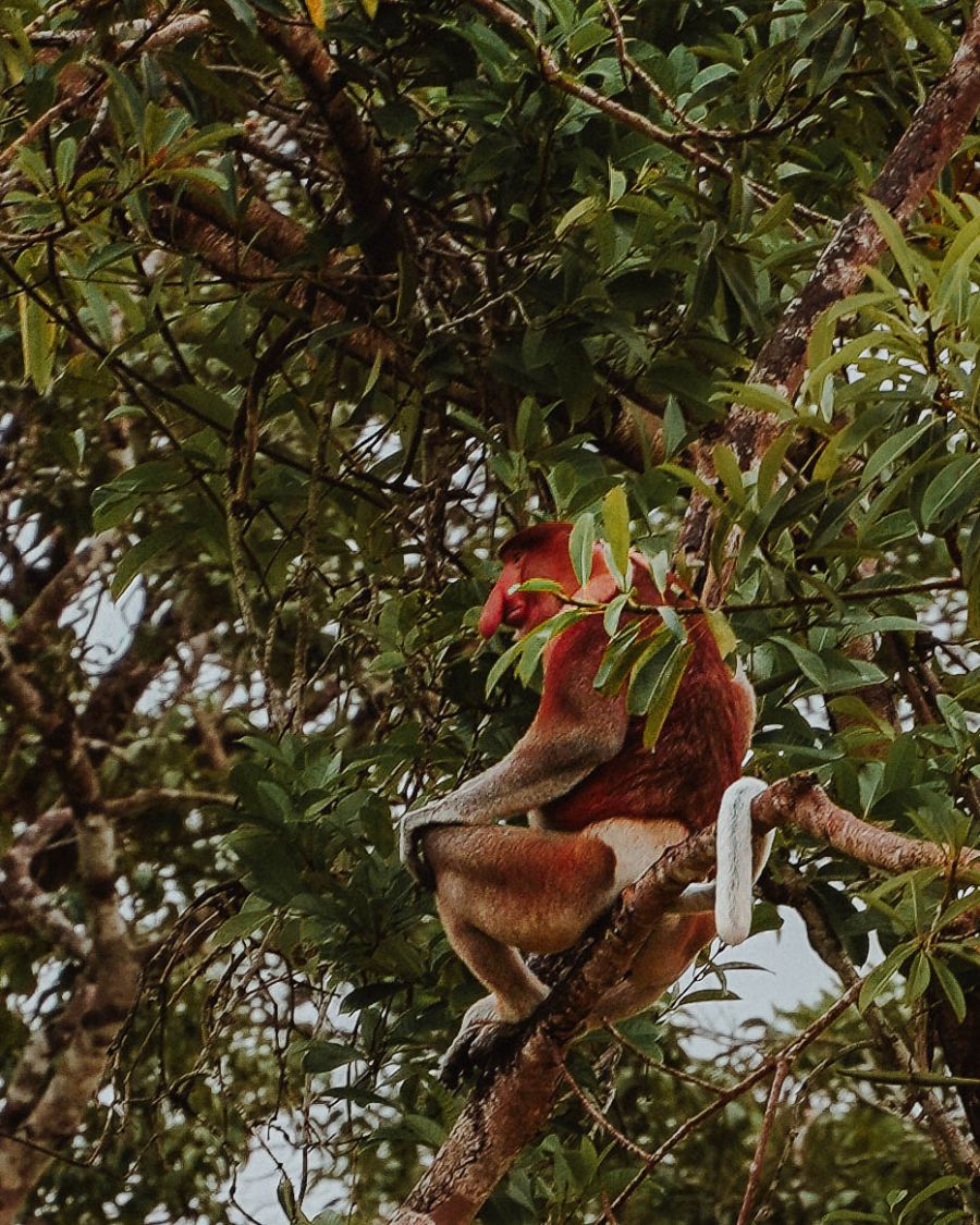 Join a Kinabatangan River Cruise in Borneo