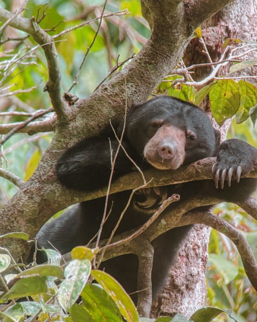 How to Spend 3 Weeks in Borneo: Epic Itinerary. Sunbear, Sepilok.