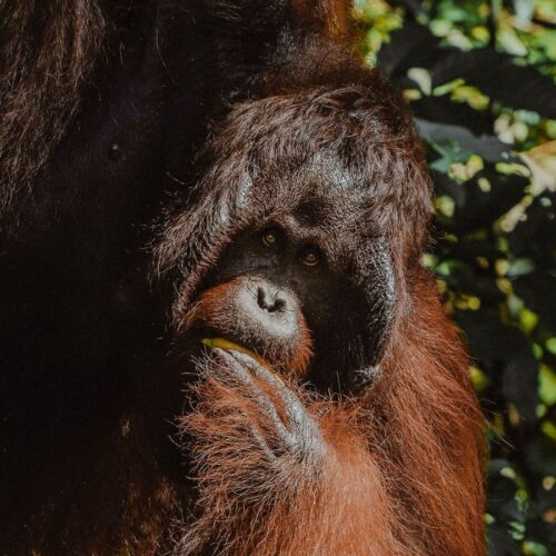 See Orangutans at Semenggoh Borneo