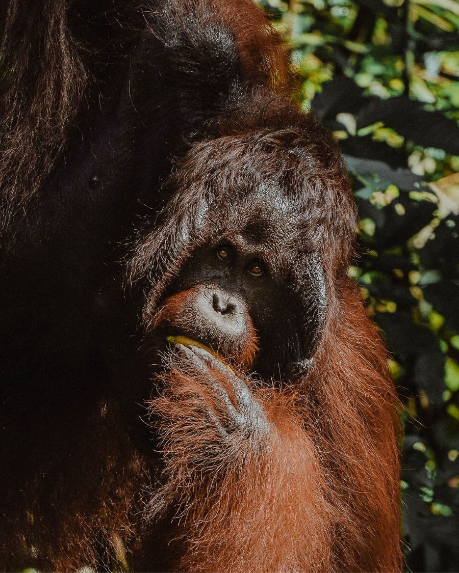 See Orangutans at Semenggoh Borneo