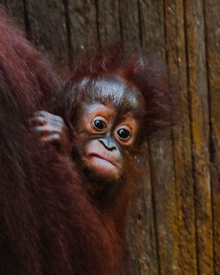 Visit the Orangutans at Sepilok, Borneo