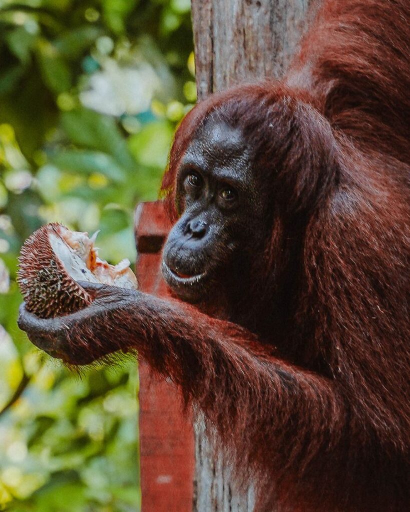 Visit Orangutans at Sepilok Borneo