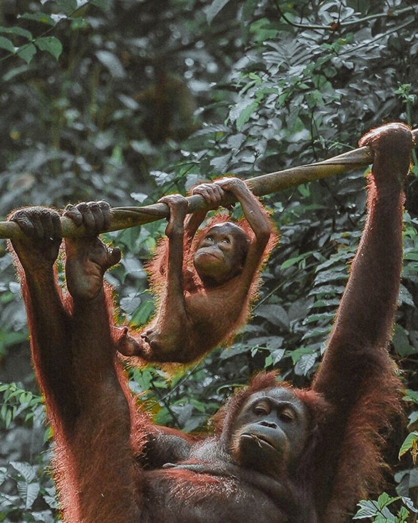 Visit Orangutans at Sepilok Borneo