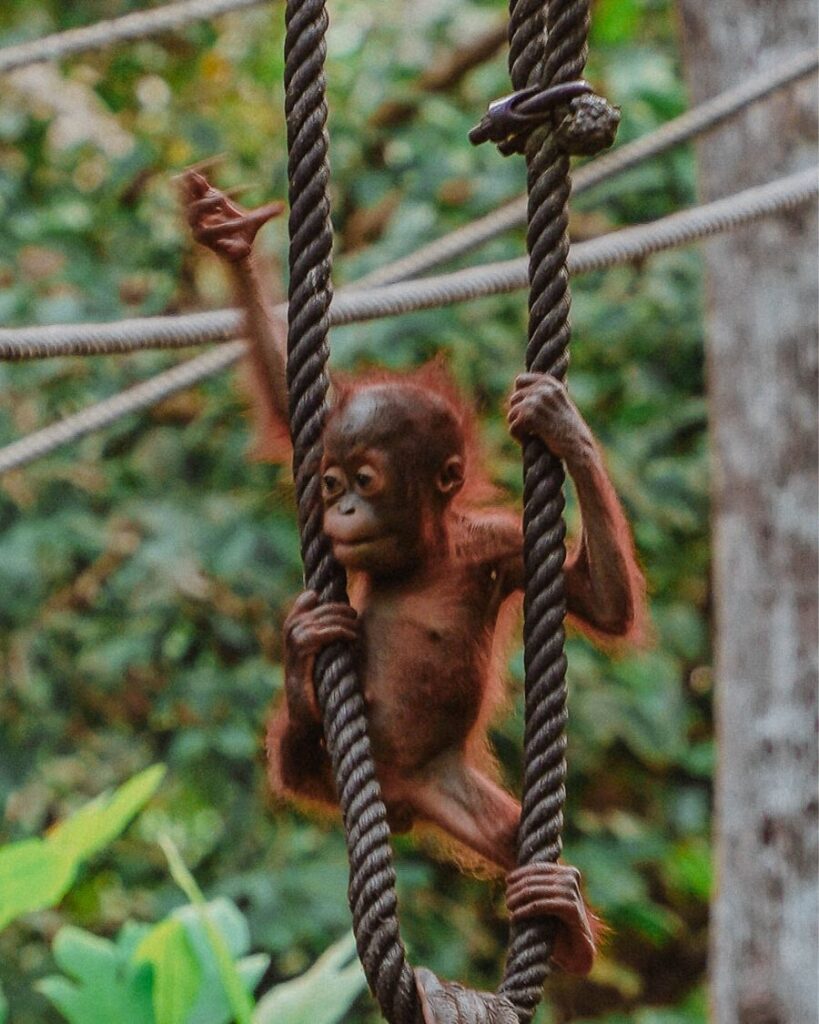 Visit Orangutans at Sepilok Borneo