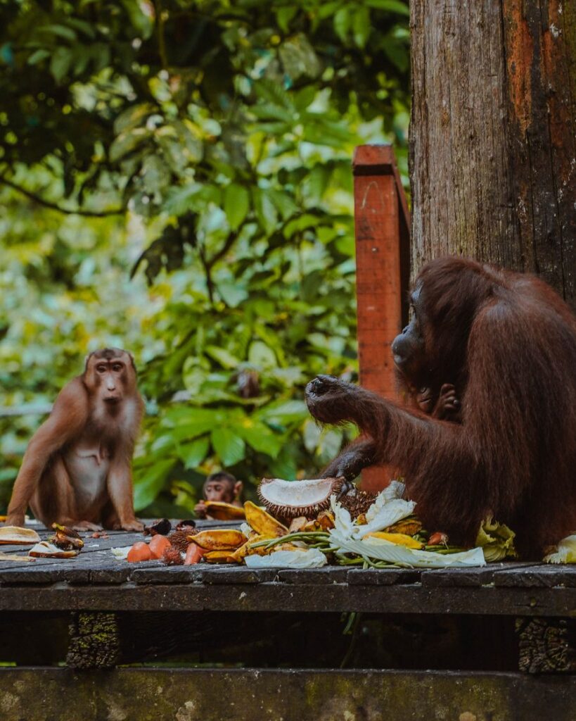 Visit Orangutans at Sepilok Borneo