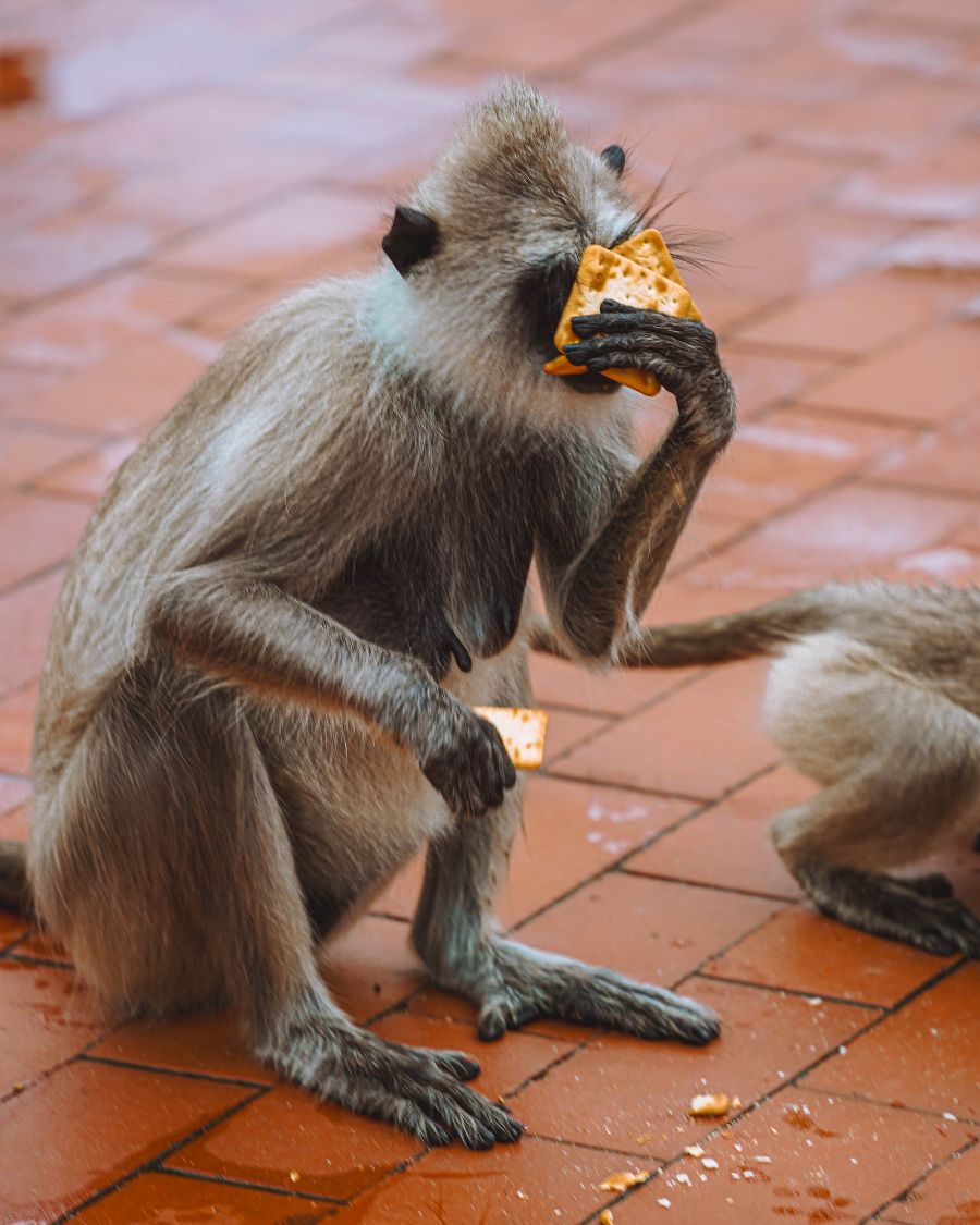 How to Visit Anuradhapura Sacred City, Sri Lanka