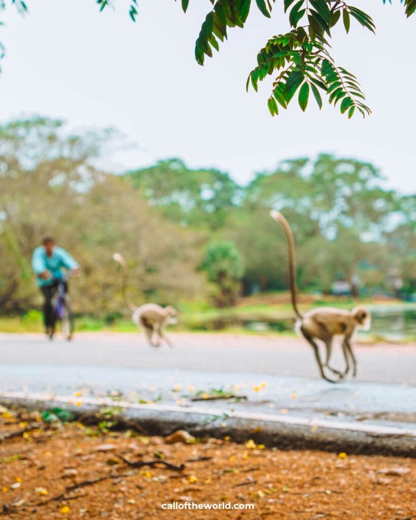 How to Visit Anuradhapura Sacred City, Sri Lanka