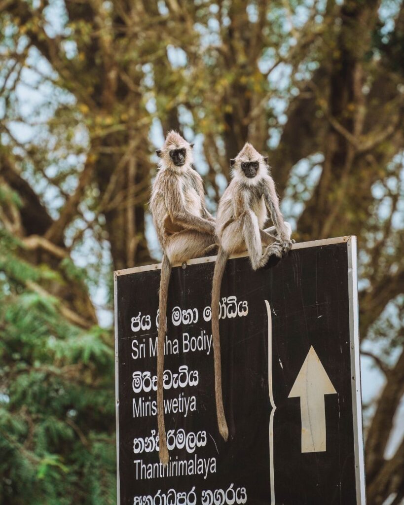 How to Visit Anuradhapura Sacred City, Sri Lanka